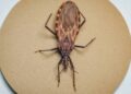 Doença de Chagas: surto em Ananindeua (PA) acende alerta para prevenção da contaminação oral no Brasil