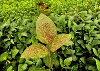 Mapa cria canal exclusivo para registro de suspeitas de novas pragas agrícolas