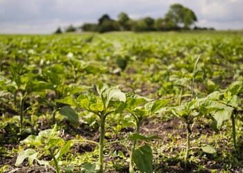 Onda de calor ameaça lavoura e pecuária da Região Sul