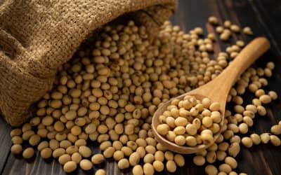 Soja e trigo hoje: confira as cotações para esta segunda-feira (16) Soja e trigo hoje: confira as cotações para esta segunda-feira (16)