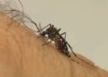 Dengue 2026: Brasil deve registrar 1,8 milhão de casos, com pico em SP e MG