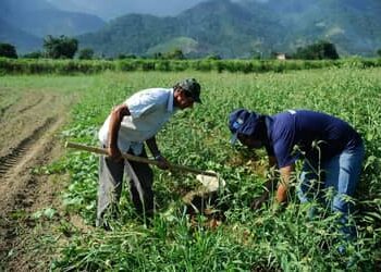 Mercado rural é responsável por três a cada dez vagas formais no país em janeiro, segundo CNM