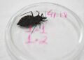 Bahia e Pará reforçam ações contra a doença de Chagas após aumento de casos