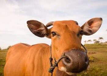 Boi gordo hoje: confira as cotações para esta quarta-feira (15)
