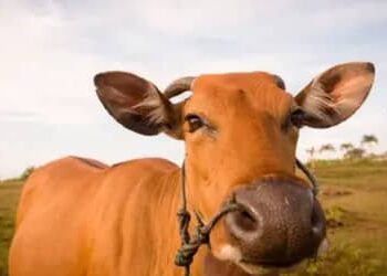 Boi gordo tem queda no preço, com arroba vendida a R$ 363,85