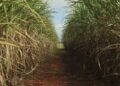Cana-de-açúcar ocupa 8,9 milhões de hectares no Centro-Sul e reforça liderança de São Paulo