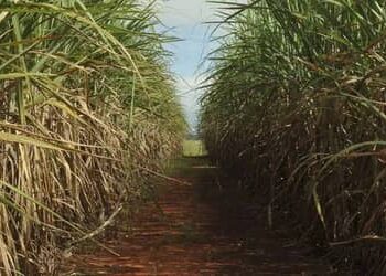 Cana-de-açúcar ocupa 8,9 milhões de hectares no Centro-Sul e reforça liderança de São Paulo