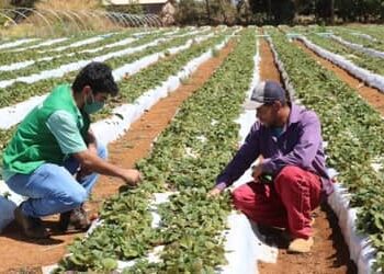 Cepea: El Niño vai comprometer produção de frutas e hortaliças