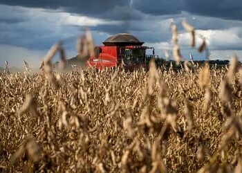 La Niña: fenômeno provoca perdas de até 50% na produtividade da soja no RS