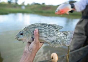 Notas fiscais passam a comprovar origem de peixes e frutos do mar
