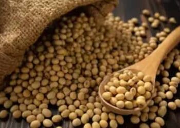 SOJA E TRIGO: confira preços dos grãos nas principais praças do país, nesta sexta-feira (24)