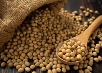 Soja e trigo começam a quinta-feira (23) com elevação nos preços