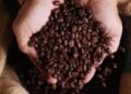 Café hoje: confira cotações para esta quarta-feira (24)