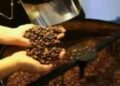 Café hoje: confira cotações para esta sexta-feira (12) Café hoje: confira cotações para esta sexta-feira (12)