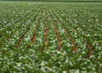 Agricultura: governo publica preços mínimos para safra de verão 2026/27