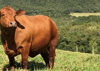 Boi gordo hoje: confira cotações para esta quinta-feira (2)