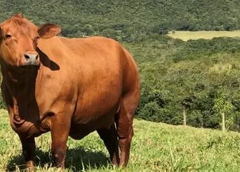 Boi gordo hoje: confira cotações para esta terça-feira (14)