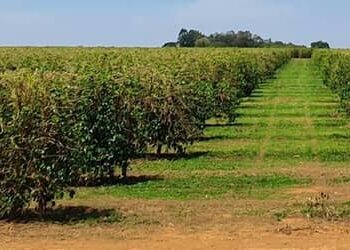 INMET prevê déficit hídrico no Centro-Norte e chuvas acima da média no Sul entre julho e setembro